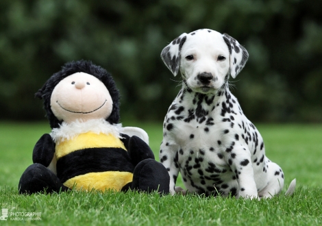 Female | colour white - black (collar red)