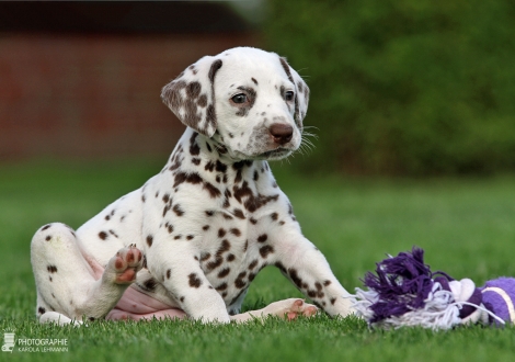 Female | colour white - liver (collar orange)