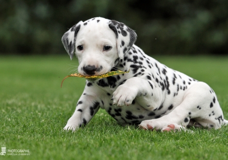 Female | colour white - black (collar red)