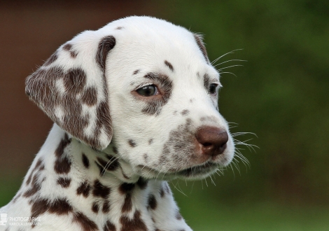 Female | colour white - liver (collar orange)