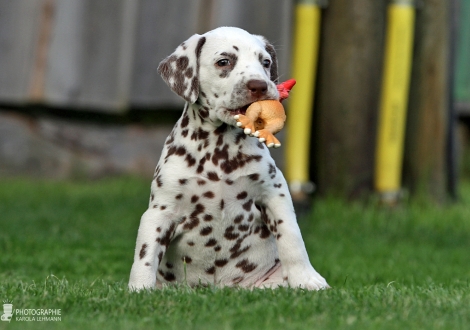 Female | colour white - liver (collar orange)