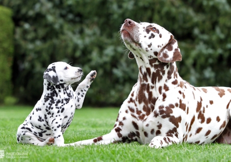 Aunt Dalmatian Dream for ORMOND with female | colour white - black (collar red)