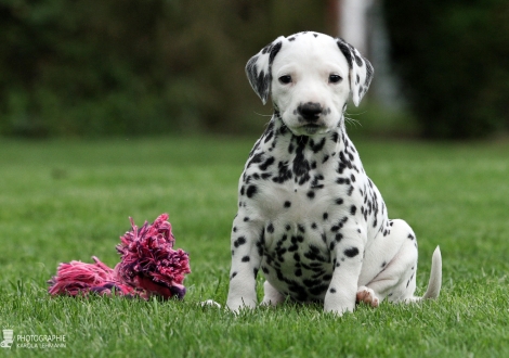 Female | colour white - black (collar red)