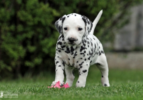 Female | colour white - black (collar red)