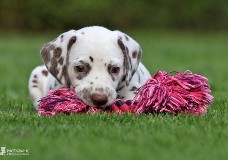 Female | colour white - liver (collar orange)