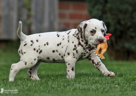 Female | colour white - liver (collar orange)