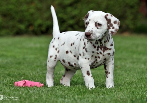 Christi ORMOND Biskaya Bay, female | colour white - liver (collar orange)