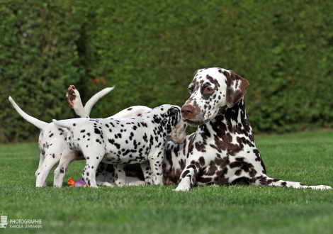 Great uncle Fantastic Four vom Teutoburger Wald visiting the Christi ORMOND BB - litter