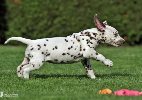 Christi ORMOND Biskaya Bay, female | colour white - liver (collar orange)