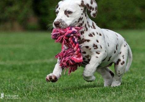 Christi ORMOND Biskaya Bay, female | colour white - liver (collar orange)