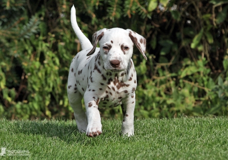 Christi ORMOND Biskaya Bay, female | colour white - liver (collar orange)