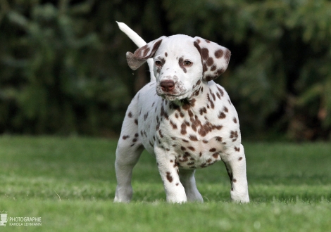 Christi ORMOND Biskaya Bay, female | colour white - liver (collar orange)