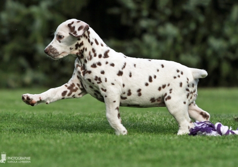 Christi ORMOND Biskaya Bay, female | colour white - liver (collar orange)