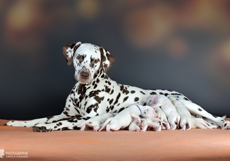 Dalmatian Dream for ORMOND vom Teutoburger Wald (genannt Mocha Junior) mit ihrem Christi ORMOND CC - Wurf 1. Lebenswoche