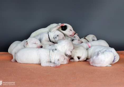 Impression Christi ORMOND CC - Wurf 1. Lebenswoche