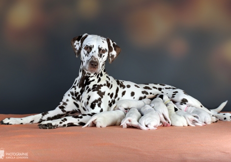 Dalmatian Dream for ORMOND vom Teutoburger Wald (called Mocha Junior) with her Christi ORMOND CC - Litter 1st week of life
