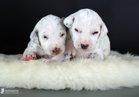 Left male | colour white - liver (collar dark blue) and right male | colour white - black (collar green)