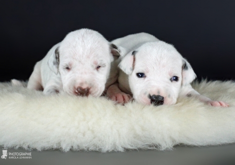 Left male | colour white - liver (collar light blue) and right male | colour white - black (collar gray)