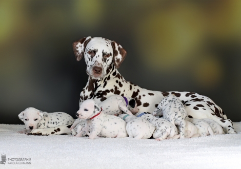 Dalmatian Dream for ORMOND vom Teutoburger Wald (called Mocha Junior) with her Christi ORMOND CC - Litter 3rd week of life