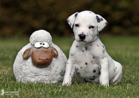 Male | colour white - black (collar gray)