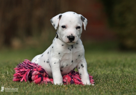 Male | colour white - black (collar gray)