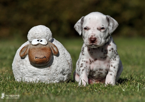 Male | colour white - liver (collar light blue)