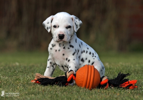 Male | colour white - black (collar green)