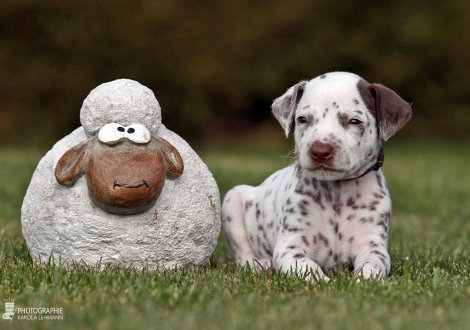 Male | colour white - liver (collar brown)