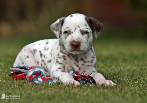 Male | colour white - liver (collar brown)