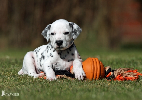 Male | colour white - black (collar black)