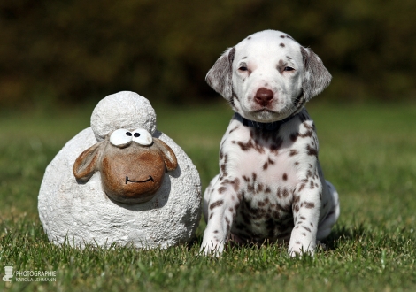 Male | colour white - liver (collar dark blue)