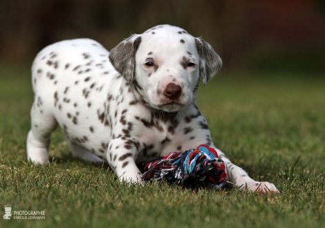 Male | colour white - liver (collar dark blue)