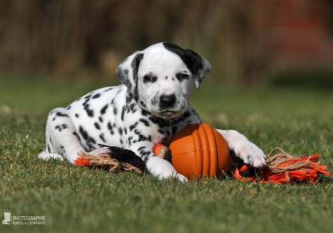 Male | colour white - black (collar yellow)