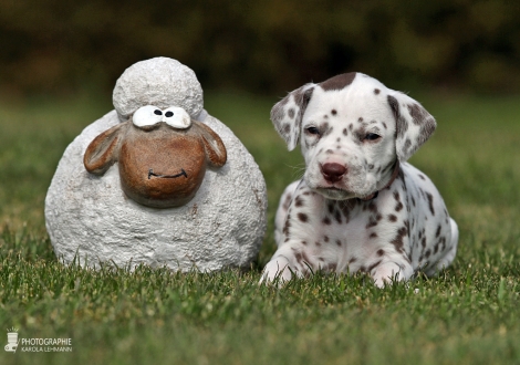 Female | colour white - liver (collar pink)