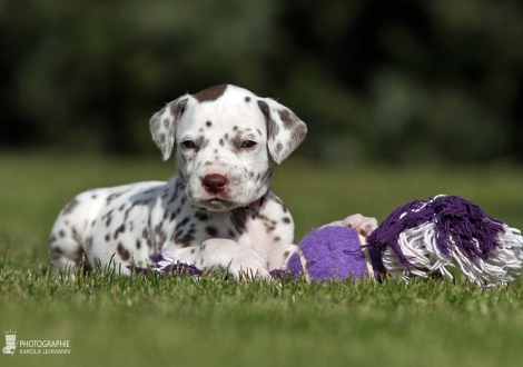 Female | colour white - liver (collar pink)