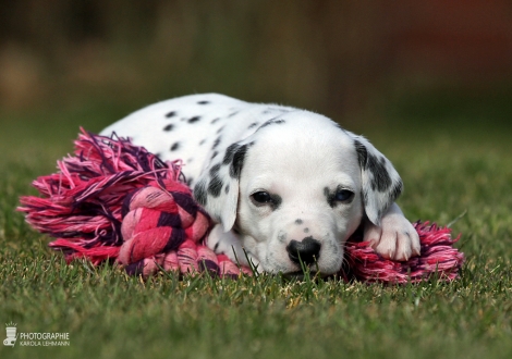 Female | colour white - black (collar red)