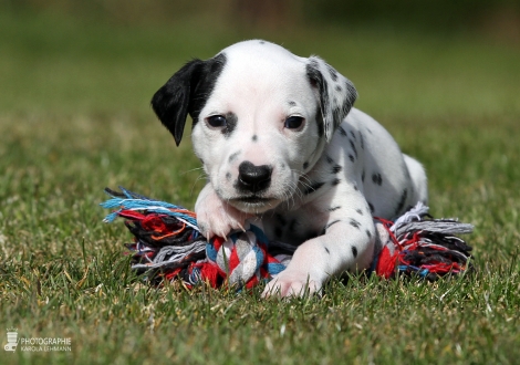 Female | colour white - black (collar purple)