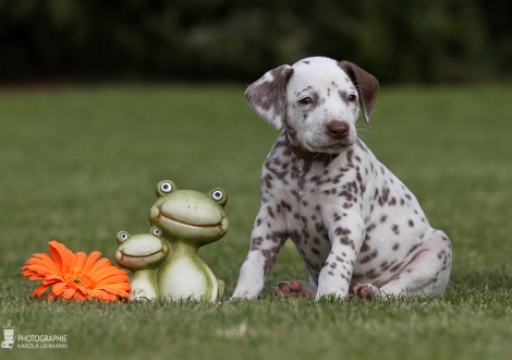 Christi ORMOND Caramel Cream - Male | colour white - liver (collar brown)