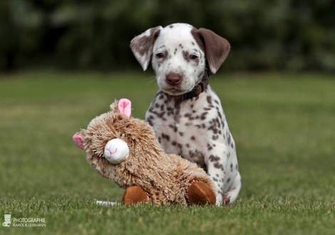 Christi ORMOND Caramel Cream - Male | colour white - liver (collar brown)