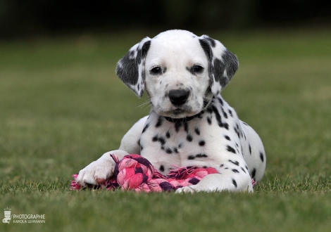 Christi ORMOND Camouflage Cover - Male | colour white - black (collar black)