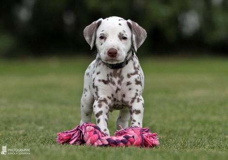 Christi ORMOND Coin Collector - Male | colour white - liver (collar dark blue)