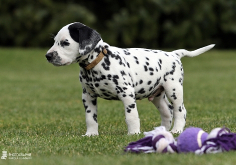 Christi ORMOND Circus Clown - Male | colour white - black (collar yellow)