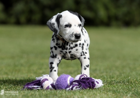 Christi ORMOND Circus Clown - Male | colour white - black (collar yellow)