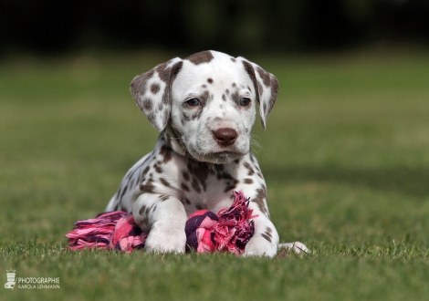 Christi ORMOND Chocolate Crispy - Female | colour white - liver (collar pink)