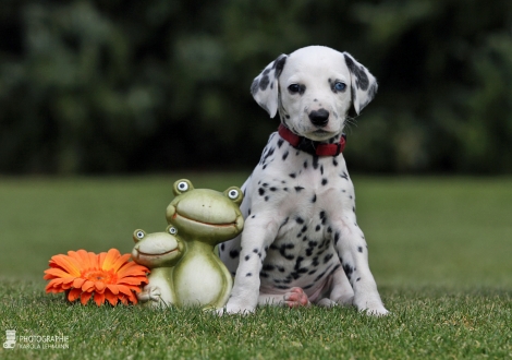 Christi ORMOND Cocktail Cherry - Female | colour white - black (collar red)