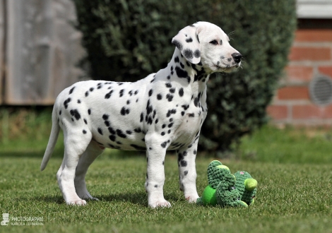 Christi ORMOND Celtic Cross - Male | colour white - black (collar green)