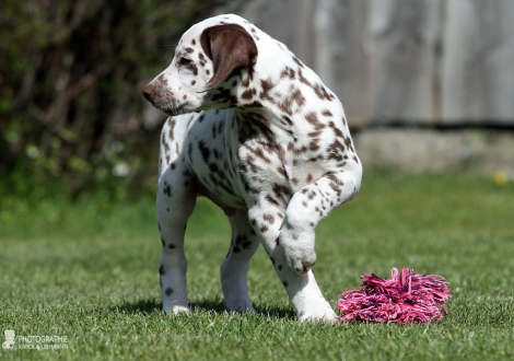 Christi ORMOND Caramel Cream - Male | colour white - liver (collar brown)