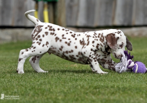 Christi ORMOND Coin Collector - Male | colour white - liver (collar dark blue)