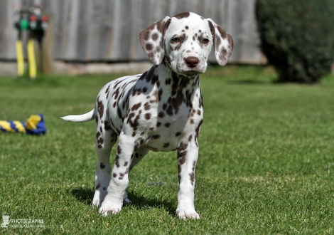 Christi ORMOND Chocolate Crispy - Female | colour white - liver (collar pink)