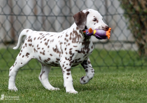 Christi ORMOND Coin Collector - Male | colour white - liver (collar dark blue)